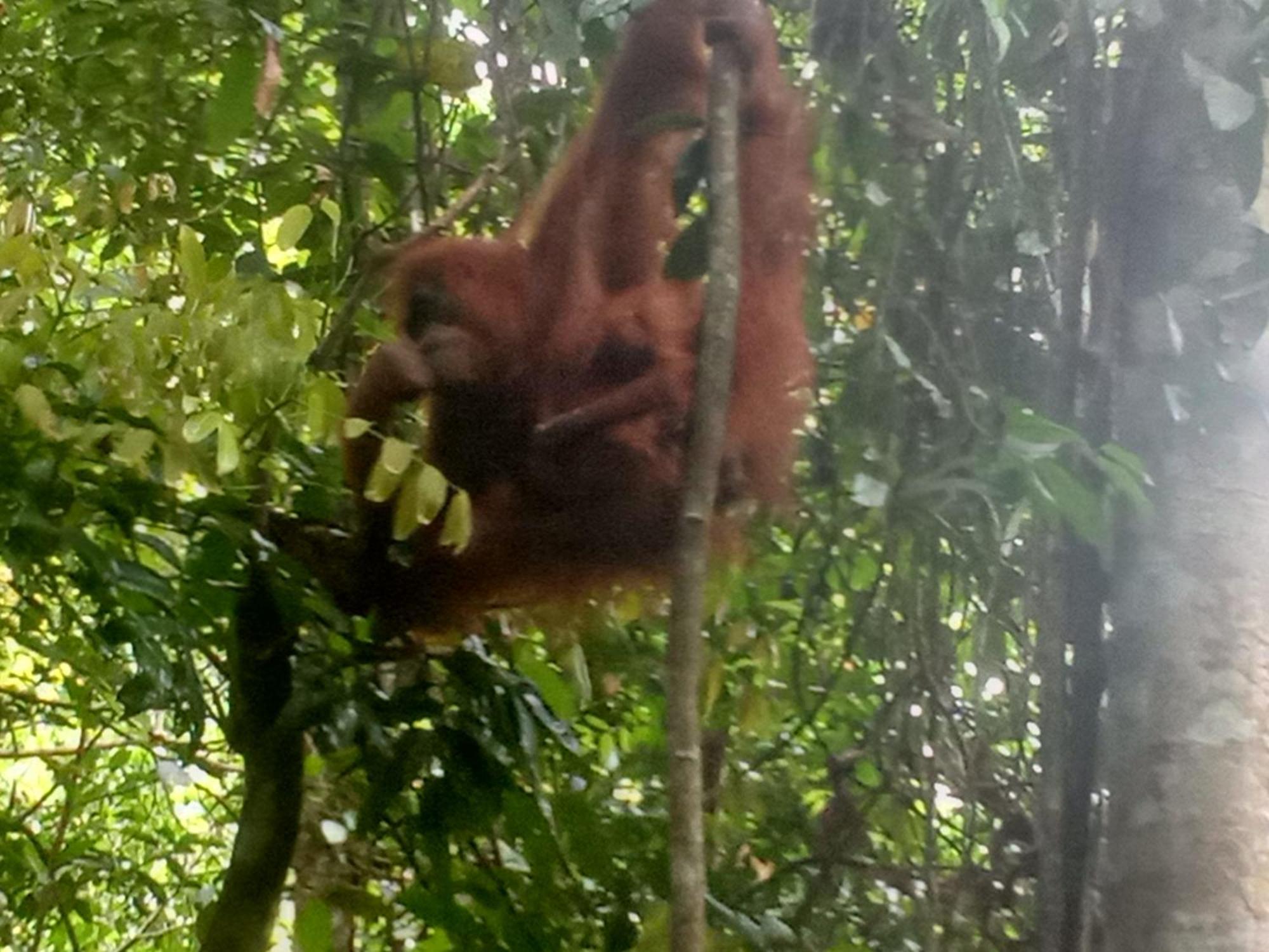 Jungle Treking & Jungle Tour If You Want To Stay Here,You Must Book Treking Only With Us Букит Лаванг Екстериор снимка