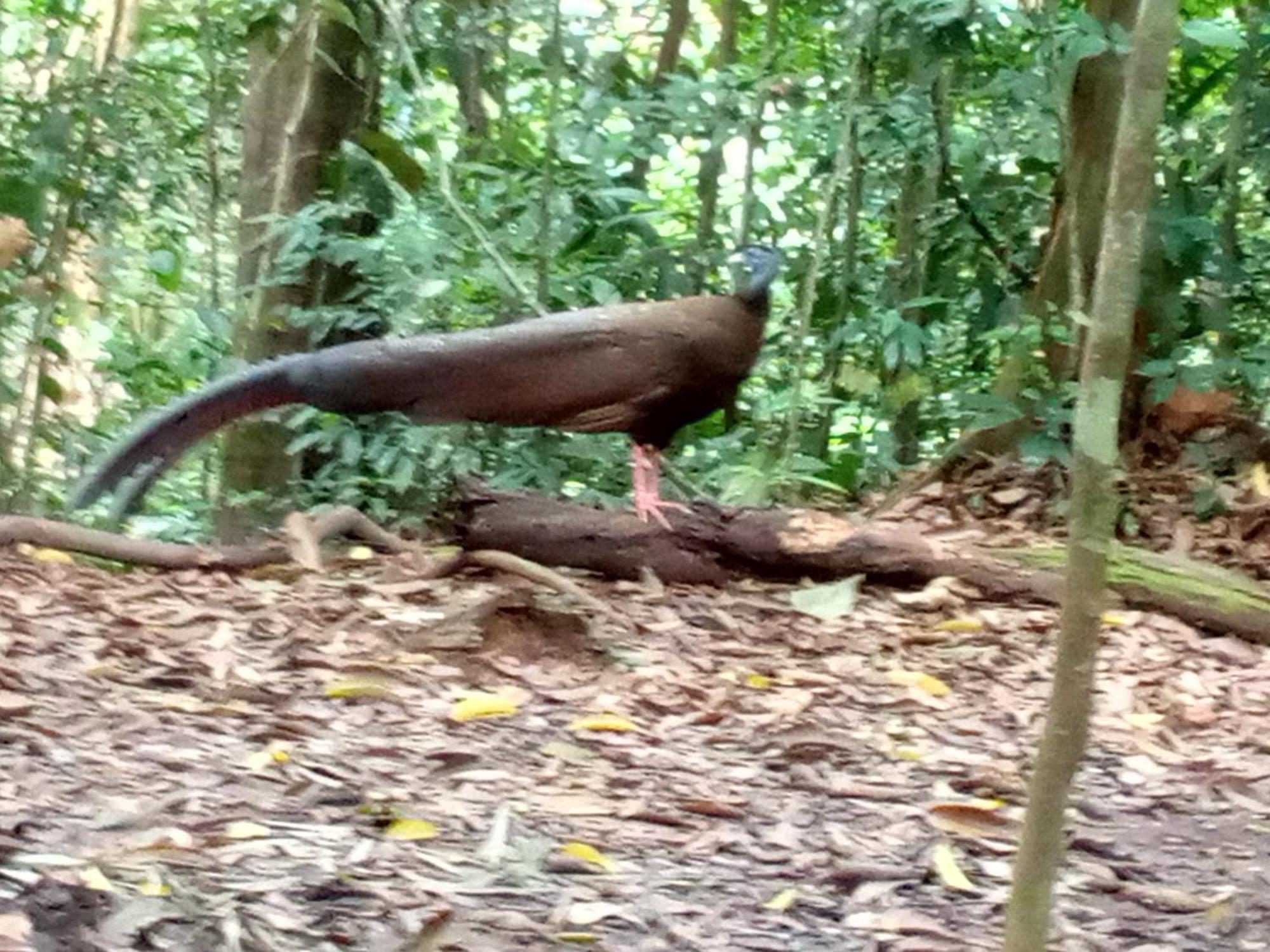 Jungle Treking & Jungle Tour If You Want To Stay Here,You Must Book Treking Only With Us Букит Лаванг Екстериор снимка