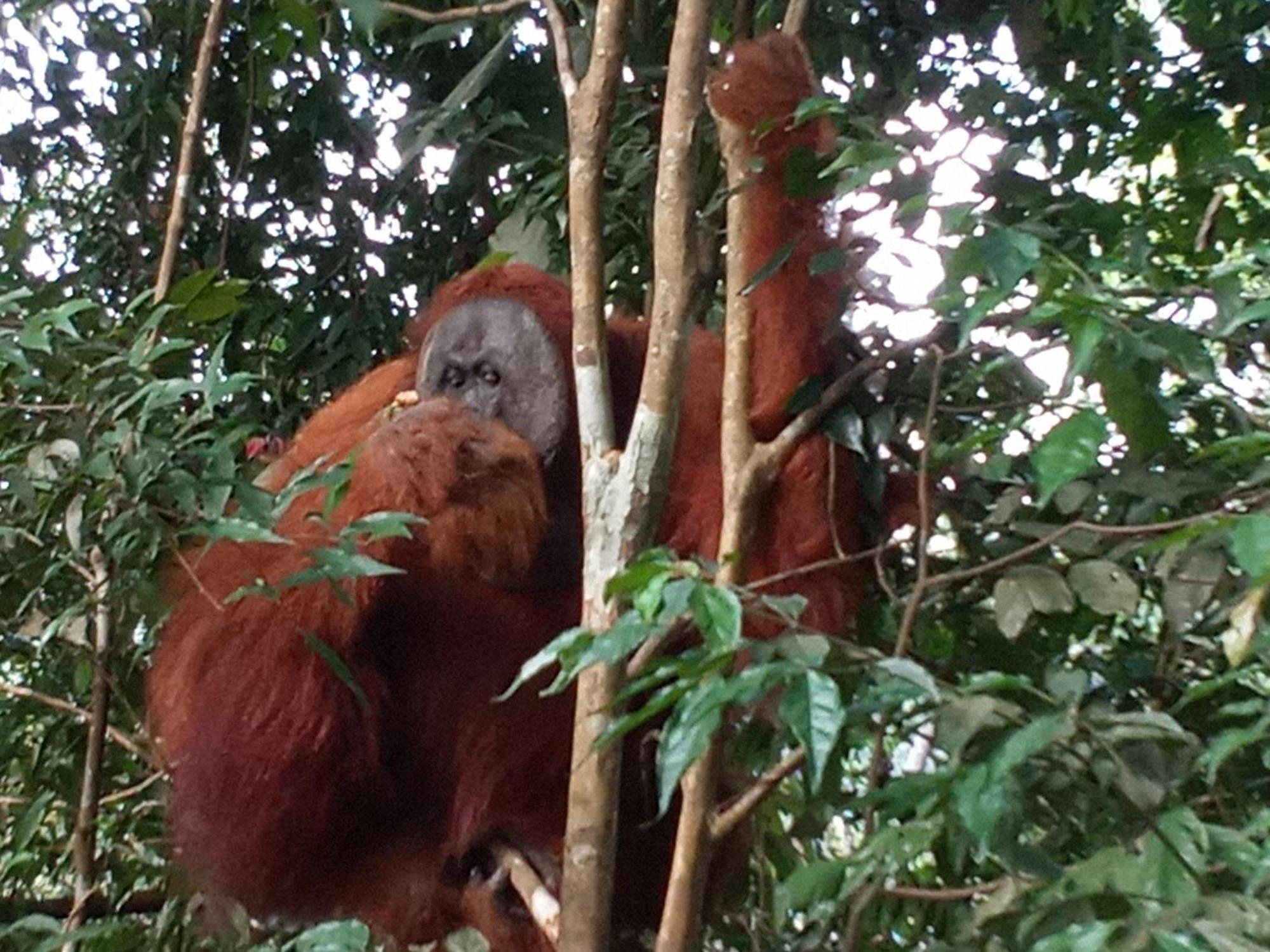Jungle Treking & Jungle Tour If You Want To Stay Here,You Must Book Treking Only With Us Букит Лаванг Екстериор снимка
