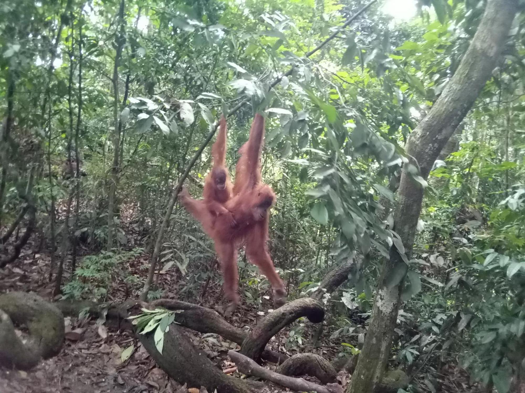 Jungle Treking & Jungle Tour If You Want To Stay Here,You Must Book Treking Only With Us Букит Лаванг Екстериор снимка