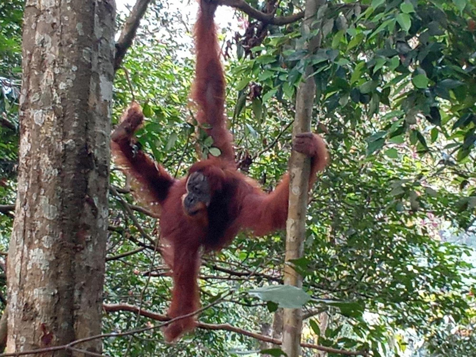 Jungle Treking & Jungle Tour If You Want To Stay Here,You Must Book Treking Only With Us Букит Лаванг Екстериор снимка