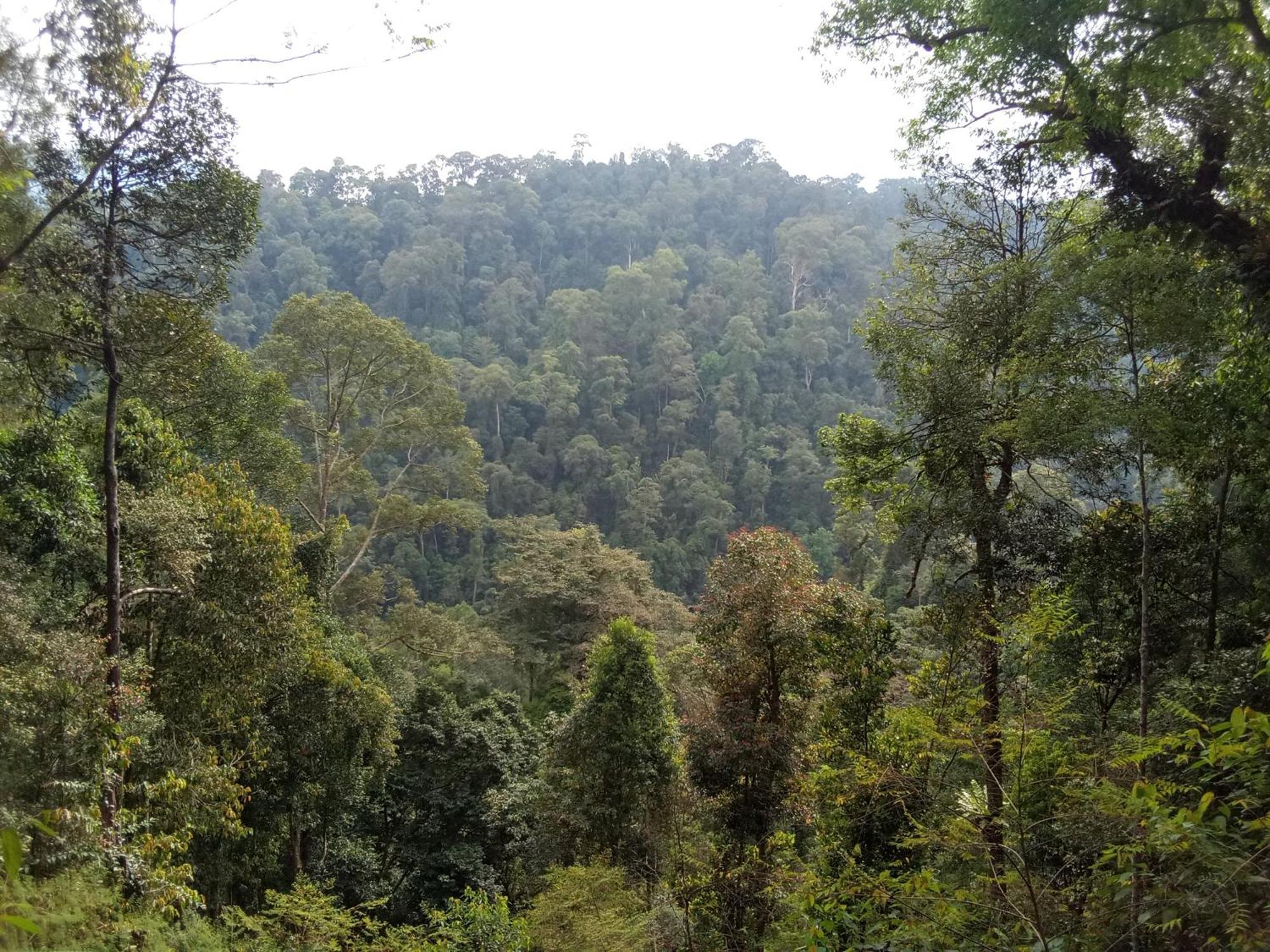 Jungle Treking & Jungle Tour If You Want To Stay Here,You Must Book Treking Only With Us Букит Лаванг Екстериор снимка
