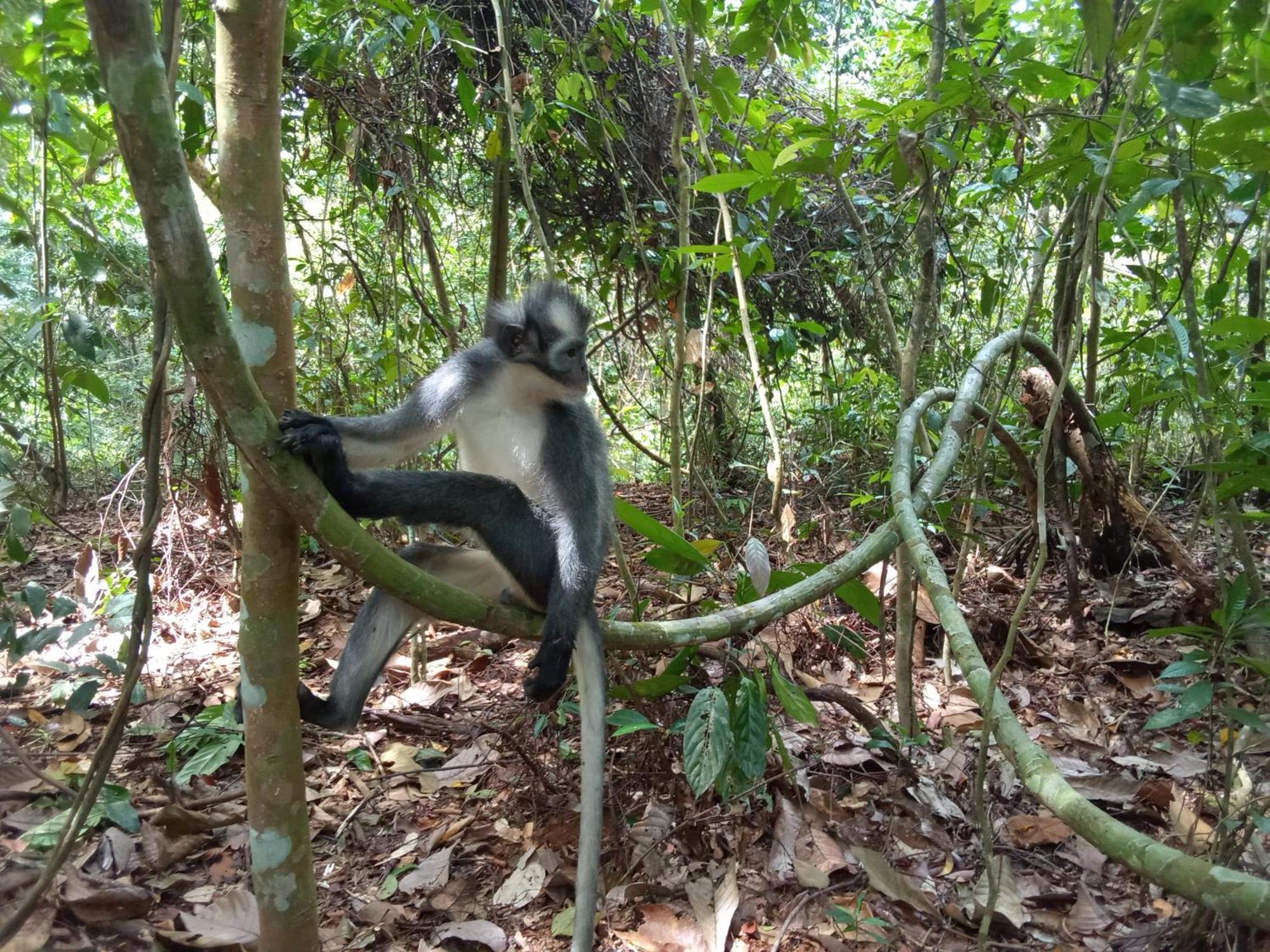 Jungle Treking & Jungle Tour If You Want To Stay Here,You Must Book Treking Only With Us Букит Лаванг Екстериор снимка