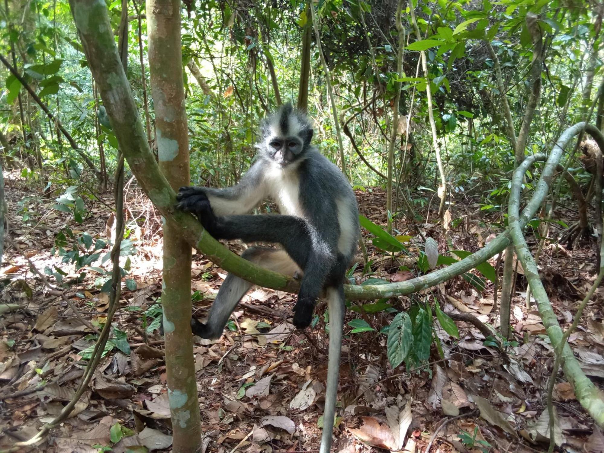 Jungle Treking & Jungle Tour If You Want To Stay Here,You Must Book Treking Only With Us Букит Лаванг Екстериор снимка